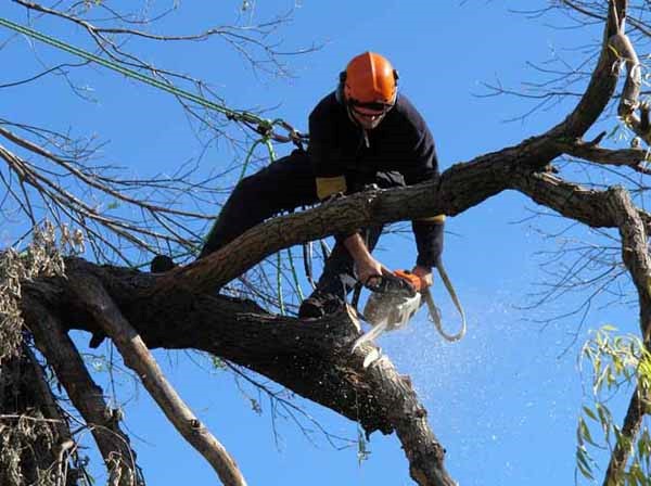 foto potatura albero su strada